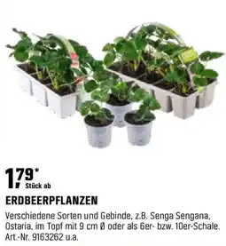 OBI Erdbeerpflanzen Angebot