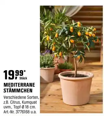 OBI Mediterrane stämmchen Angebot