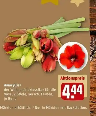 REWE Amaryllis Angebot