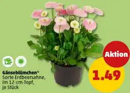 PENNY Gänseblümchen Angebot