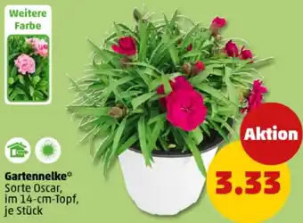 PENNY Gartennelke Angebot