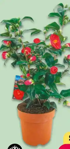 NETTO Kamelie Camellia Japonica Angebot