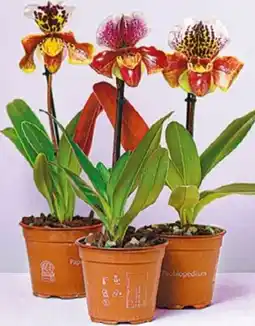 NETTO Frauenschuh Orchidee Angebot