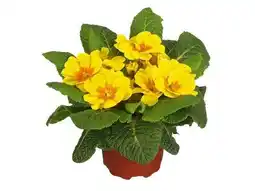 OBI Kissenprimel Primula Acaulis Angebot