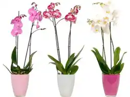 OBI Schmetterlings-Orchidee Angebot