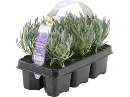 OBI Grow By Obi Lavendel Hidcote Angebot