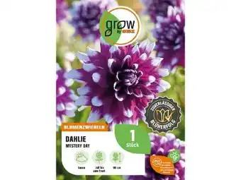 OBI Grow By Obi Dahlie Mystery Day Angebot