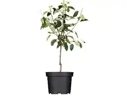 OBI Grow By Obi Bio Winterapfel Cox Orange Angebot