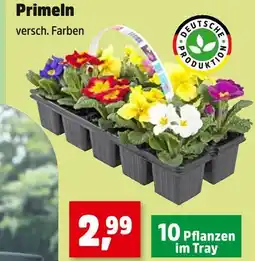 Thomas Philipps Deutsche produktion primeln Angebot