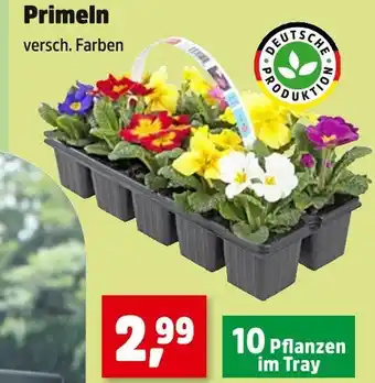 Thomas Philipps Deutsche produktion primeln Angebot