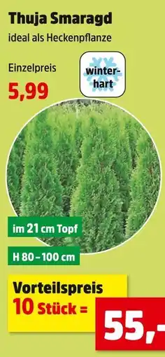 Thomas Philipps Thuja smaragd Angebot