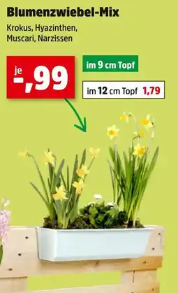 Thomas Philipps Blumenzwiebel-mix Angebot