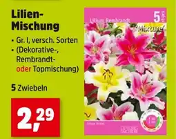 Thomas Philipps Lilium rembrandt lilien-mischung Angebot