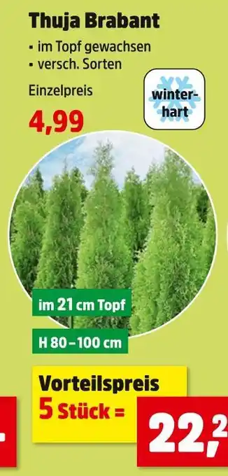 Thomas Philipps Thuja brabant thuja brabant Angebot