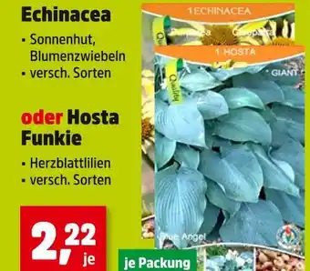 Thomas Philipps Echinacea oder hosta funkie echinacea oder hosta funkie Angebot