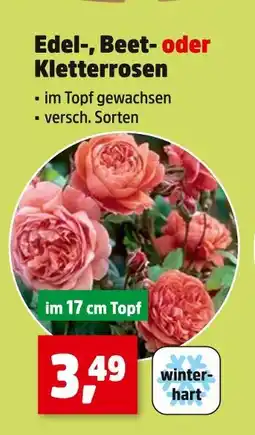 Thomas Philipps Edel-, beet- oder kletterrosen Angebot