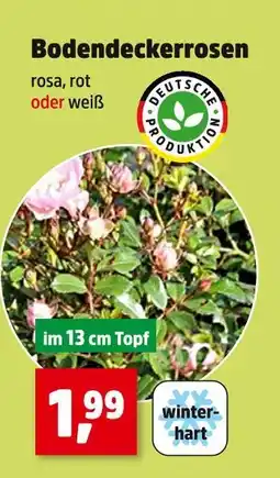 Thomas Philipps Deutsche produktion bodendeckerrosen Angebot