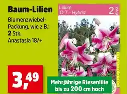 Thomas Philipps Lilium baum-lilien Angebot