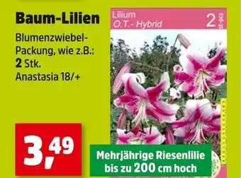 Thomas Philipps Lilium baum-lilien Angebot