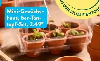 Aldi Süd Mini-gewächshaus Angebot