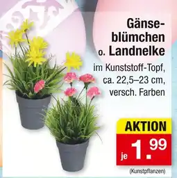 Zimmermann Gänseblümchen o. landnelke Angebot