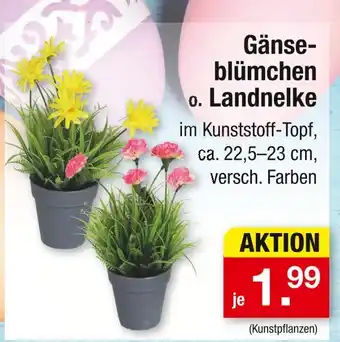 Zimmermann Gänseblümchen o. landnelke Angebot