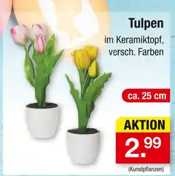 Zimmermann Tulpen Angebot