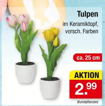 Zimmermann Tulpen Angebot