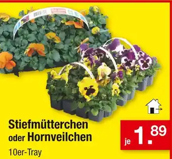 Zimmermann Stiefmütterchen oder hornveilchen Angebot