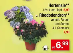 Zimmermann Hortensie oder rhododendron Angebot