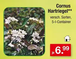 Zimmermann Cornus hartriegel Angebot