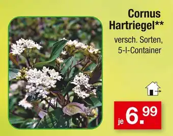 Zimmermann Cornus hartriegel Angebot