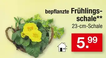 Zimmermann Bepflanzte frühlingsschale Angebot