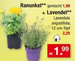 Zimmermann Ranunkel oder lavendel Angebot