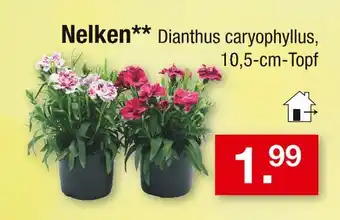 Zimmermann Nelken Angebot