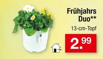 Zimmermann Frühjahrs duo Angebot