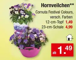 Zimmermann Hornveilchen Angebot