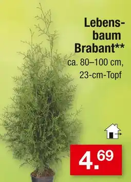 Zimmermann Lebensbaum brabant Angebot