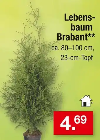 Zimmermann Lebensbaum brabant Angebot