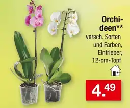 Zimmermann Orchideen Angebot