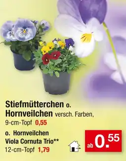 Zimmermann Stiefmütterchen, hornveilchen o. hornveileuchen viola cornute trio Angebot