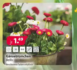 Kiebitzmarkt Gänseblümchen bellis Angebot