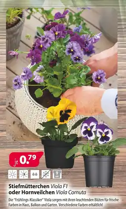 Kiebitzmarkt Viola f1 oder viola cornuta stiefmütterchen oder hornveilchen Angebot