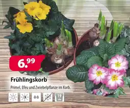 Kiebitzmarkt Frühlingskorb Angebot