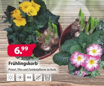 Kiebitzmarkt Frühlingskorb Angebot