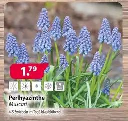 Kiebitzmarkt Muscari perlhyazinthe Angebot