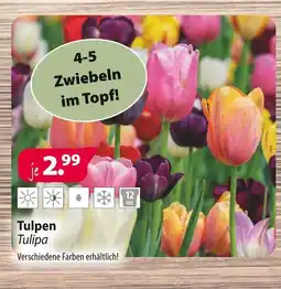 Kiebitzmarkt Tulpen tulipa Angebot