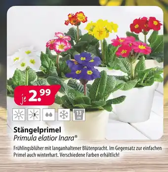 Kiebitzmarkt Primula elatior inara stängelprimel Angebot