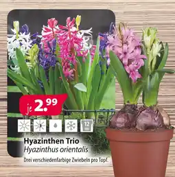 Kiebitzmarkt Hyazinthen trio Angebot