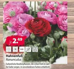 Kiebitzmarkt Hahnenfuß ranunculus Angebot